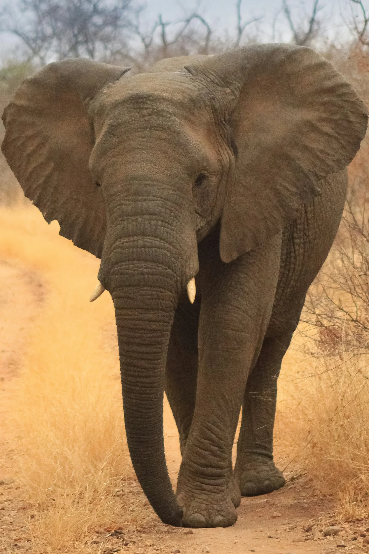 An elephant in the Kruger National Park area